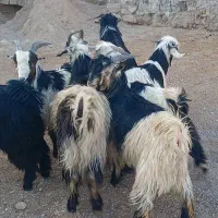 بیگ چاق|حیوانات مزرعه|گتوند, |دیوار