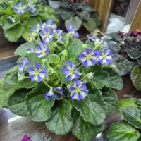 شیمر بنفشه آفریقایی