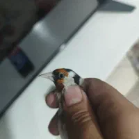 سهره چهارگل دوسال قفس|پرنده|تهران, دولاب|دیوار