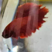 ماهی فایتر نر