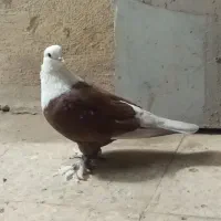 کفتر
