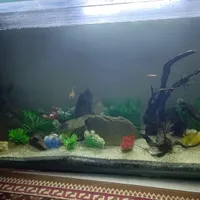 تانک تکثیر کت پوزه بوته ای