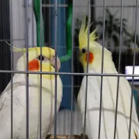 یک جفت عروس هلندی دستی