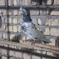 کبوتر نروماده پرشی|پرنده|قم, چهل اختران|دیوار