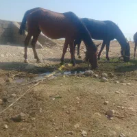 اسب وکره دونشان درشور