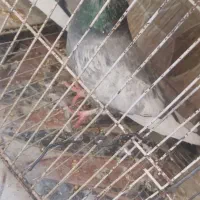 کفتر سینه سبز