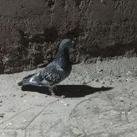 طوق پشدارنر کلاهی پلاکی نر|پرنده|بم, |دیوار