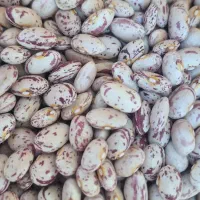 لوبیا چیتی|خوردنی و آشامیدنی|بلداجی, |دیوار