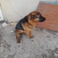 سگ پیداشده|حیوانات|رودهن, |دیوار