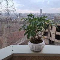 بونسای شفلرا