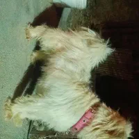 سگ پاکوتاه|سگ|باشت, |دیوار