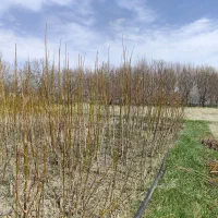 نهال گردو محلی