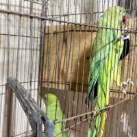 طوطی ملنگو|پرنده|امامزاده عبدالله, |دیوار