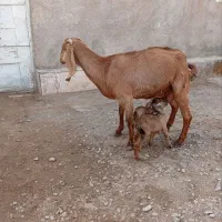 بزجملی|حیوانات مزرعه|زابل, |دیوار