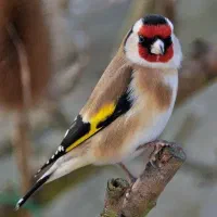 معاوضه با سره یا قناری