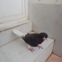 شهری|پرنده|شیراز, کرونی(خاتونک)|دیوار
