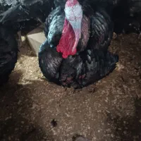 بوقلمون نروماده نه الا یازده ماهه|حیوانات مزرعه|میانه, |دیوار