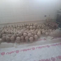 نرده سنگی و کباب پز وشومینه و روشویی سنگی|مصالح و تجهیزات ساختمان|کرمانشاه, |دیوار