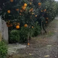 ۳۰۰متر زمین ۱۰۰متر بنا شهر شیرود|فروش خانه و ویلا|شیرود, |دیوار