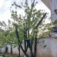 کاکتوس6متری قول قول تو شمال الان