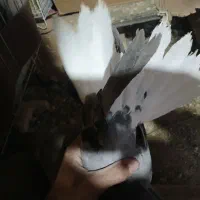 کبوتر کاشانی|پرنده|بروجن, |دیوار