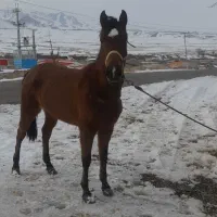 آسب کرد مادیان