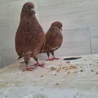 جفت تاپ اناری درجه یک