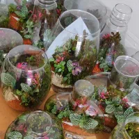 تراریوم تک|گل و گیاه طبیعی|تهران, مشیریه|دیوار