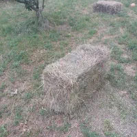 یونجه پرسی