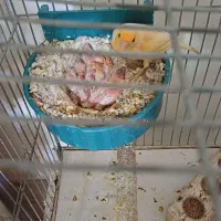 قناری نر ماده با جوجه
