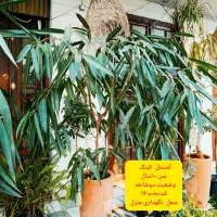 گل‌های لوکس برای فروش فوری