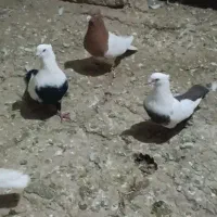 دوتا تا کفتر عتیقه کله ای طوقی