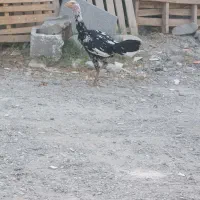 ماده مرغ اصل لاری  درشت هیکل
