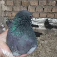 کبوتر تهرانی دونه ای250