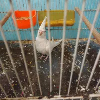 عروس هلندی آلبینونر