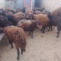 میش افشار وقزل افشار زایده