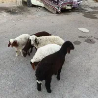 بره