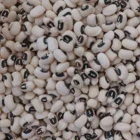 لوبیا چشم بلبلی دست‌چین