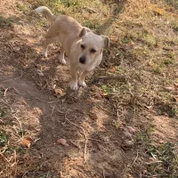 سگ پاکوتاه ماده|سگ|جوادآباد, |دیوار