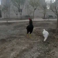 یک جفت لاری اصیل جنسه خوب