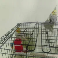 عروس هلندی
