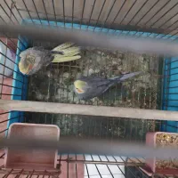 عروس هلندی نر و ماده فروشی