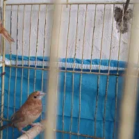 یه جفت فنچ بنگالی