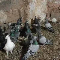 کفتر