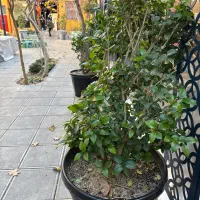 استخدام آشپز رستوران