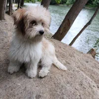 نژاد پامر تیرییر میکس دست پا کوتاه کوتاه