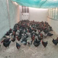 مرغ و خروس|حیوانات مزرعه|خمینیشهر, |دیوار