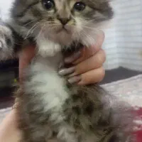 واگذاری بچه گربه پرشین|گربه|زرند, |دیوار