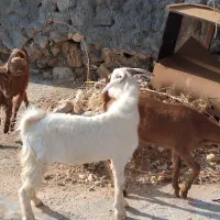 ۹ عدد کهره