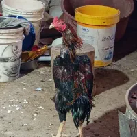 خروس لاری اصل